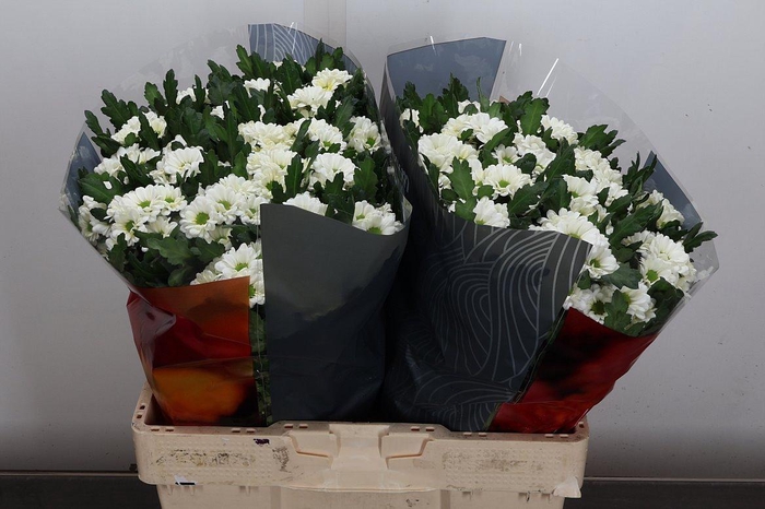 Chr S Fabiani White Xl