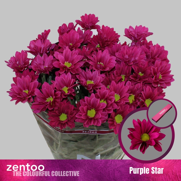 <h4>CHR T PURPLE STAR</h4>