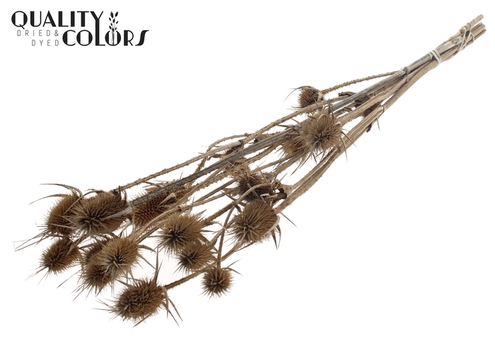 <h4>Cardi Distel Natural  5pc/bunch 70cm Natural</h4>