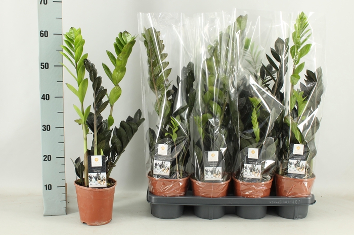 <h4>ZAMIO RAVEN</h4>