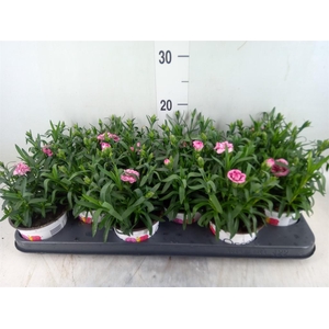 Dianthus  'Oscar Pink And Purple'