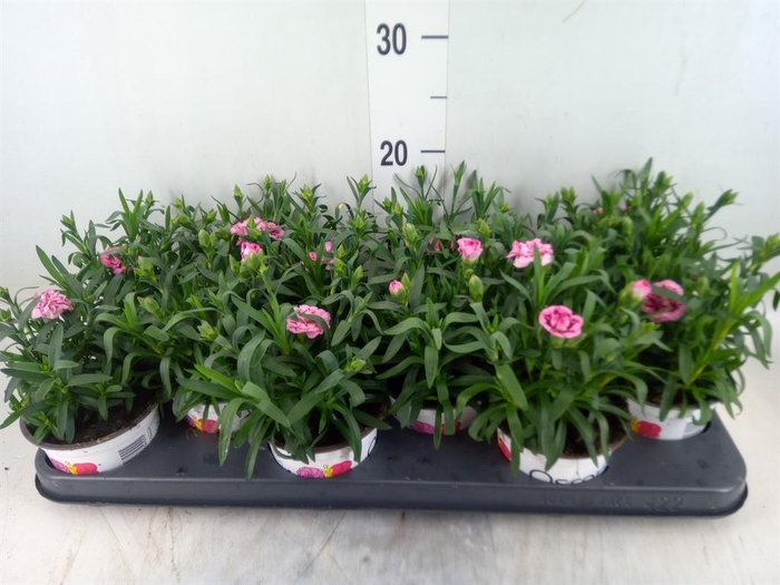<h4>Dianthus  'Oscar Pink And Purple'</h4>