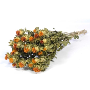 Bidens (carthamus) Natural Orange