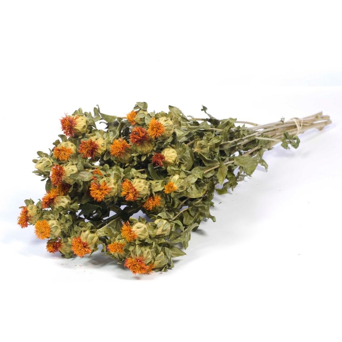 <h4>Bidens (carthamus) Natural Orange</h4>
