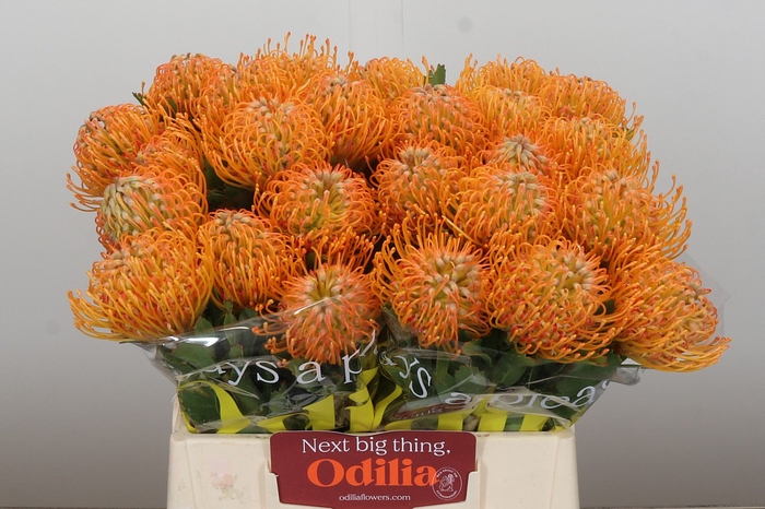 Nutans Soleil