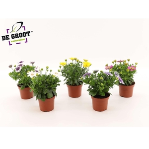 Osteospermum mix (MIX PER KAR)