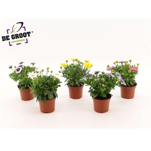 Osteospermum mix (MIX PER KAR)