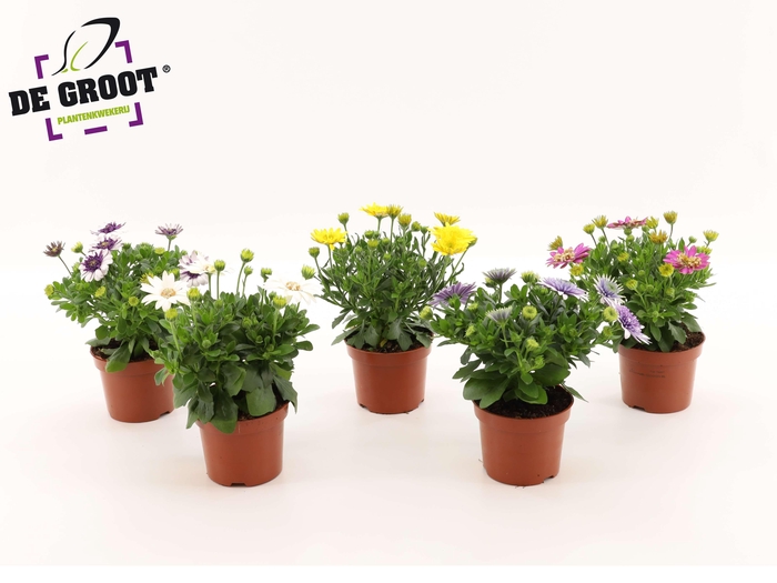 <h4>Osteospermum mix (MIX PER KAR)</h4>