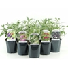 Buddleja