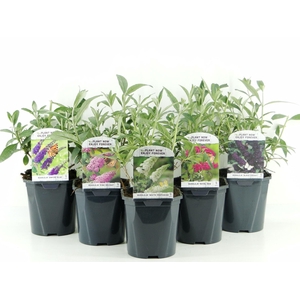Buddleja