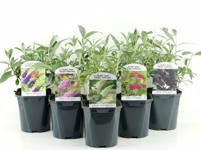 <h4>Buddleja</h4>