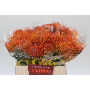 Nutans Ayoba Mandarin Zest