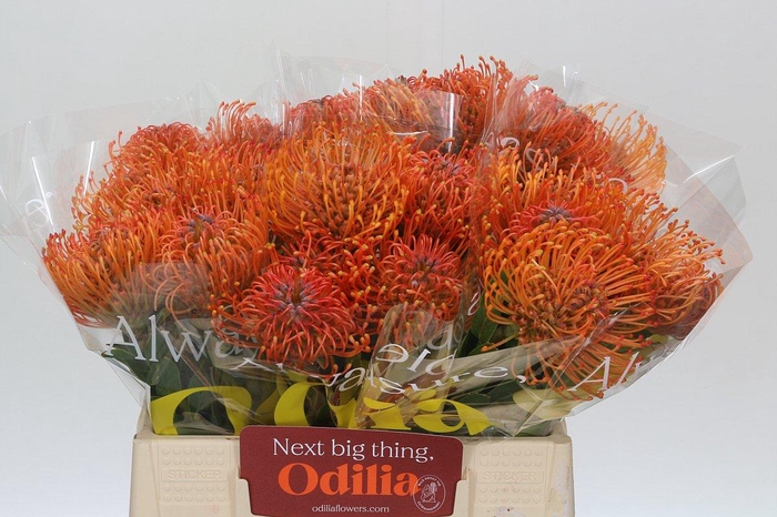 <h4>Nutans Ayoba Mandarin Zest</h4>