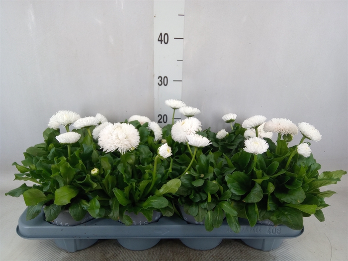 <h4>Bellis perennis 'Roggli White'</h4>