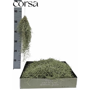TILL USNEOIDES