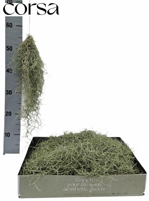 <h4>TILL USNEOIDES</h4>