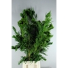 CRYPTOMERIA CRIST XL