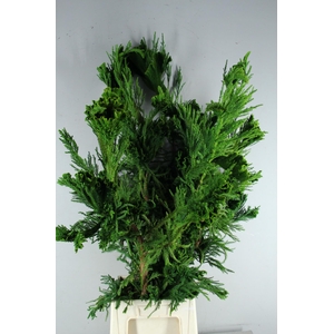 CRYPTOMERIA CRIST XL