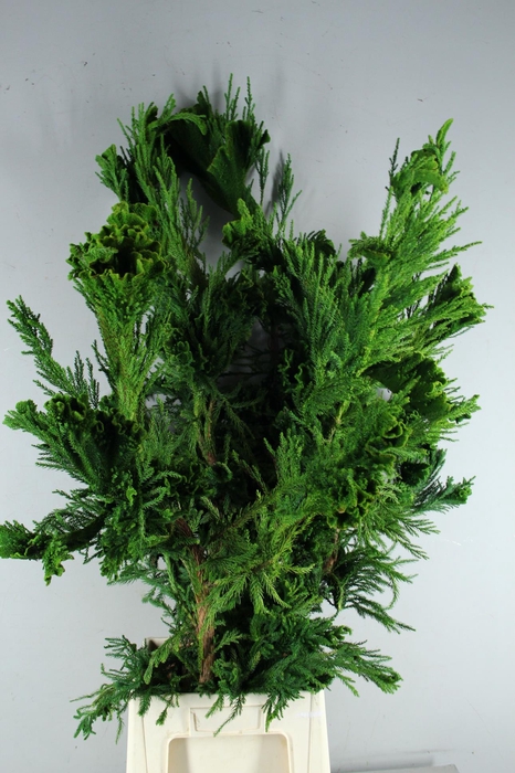 <h4>CRYPTOMERIA CRIST XL</h4>