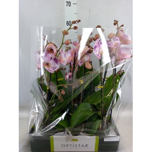 Phalaenopsis   ...