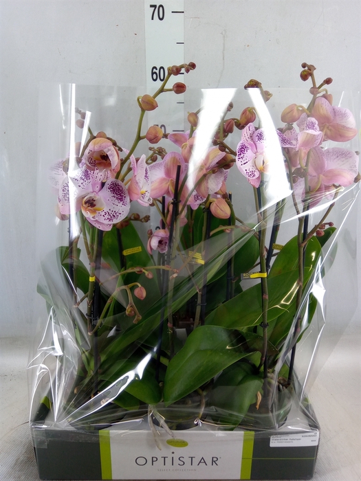 <h4>Phalaenopsis   ...</h4>