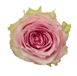 Rosa ec esperance