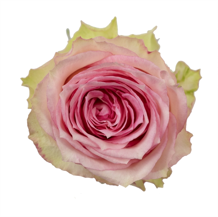 <h4>Rosa ec esperance</h4>