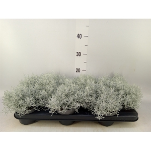 Leucophyta brownii