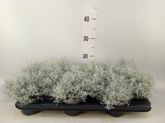 <h4>Leucophyta brownii</h4>
