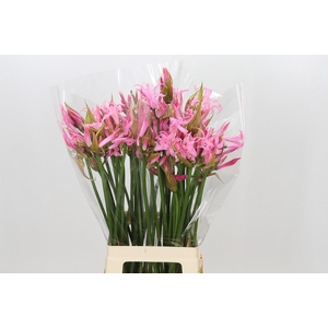 Nerine Pink Wonder