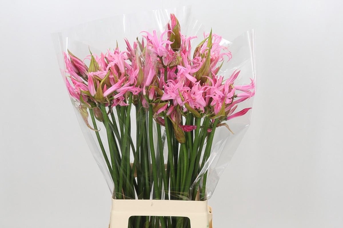 <h4>Nerine Pink Wonder</h4>