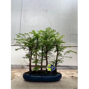 Metasequoia glyptostroboides, 35cm, group, 4 stem