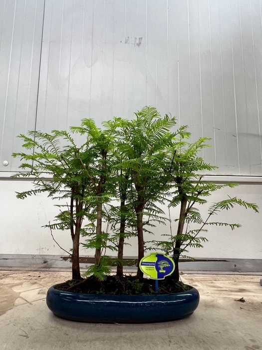 <h4>Metasequoia glyptostroboides, 35cm, group, 4 stem</h4>