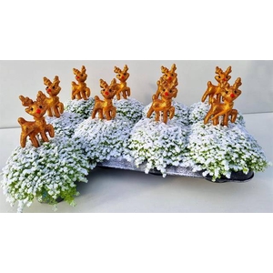 SOLEIROLIA GOLDEN DEER X8