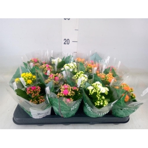 Kalanchoe blos. 'Rosalina'  ..mix 5