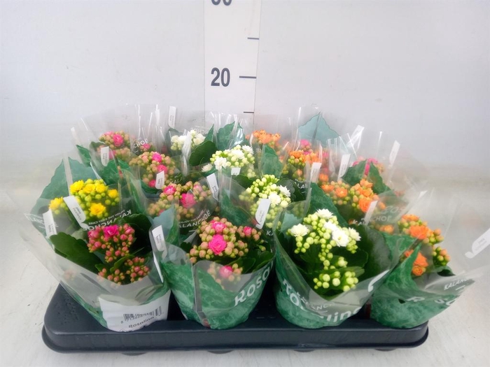 <h4>Kalanchoe blos. 'Rosalina'  ..mix 5</h4>