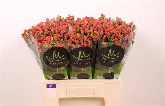 <h4>HYP TOMATO FLAIR</h4>