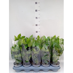 Fatsia japonica   ...