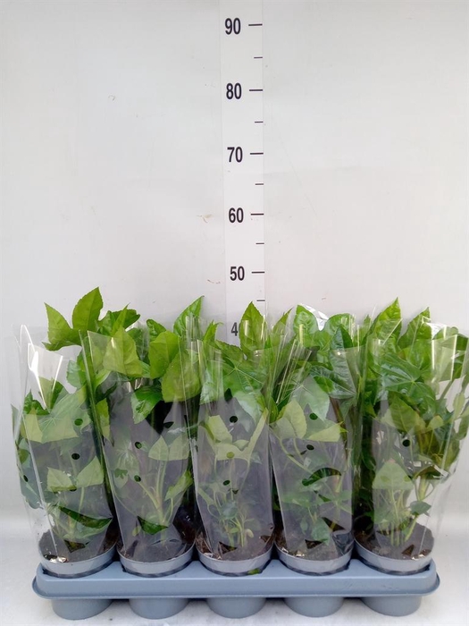 <h4>Fatsia japonica   ...</h4>