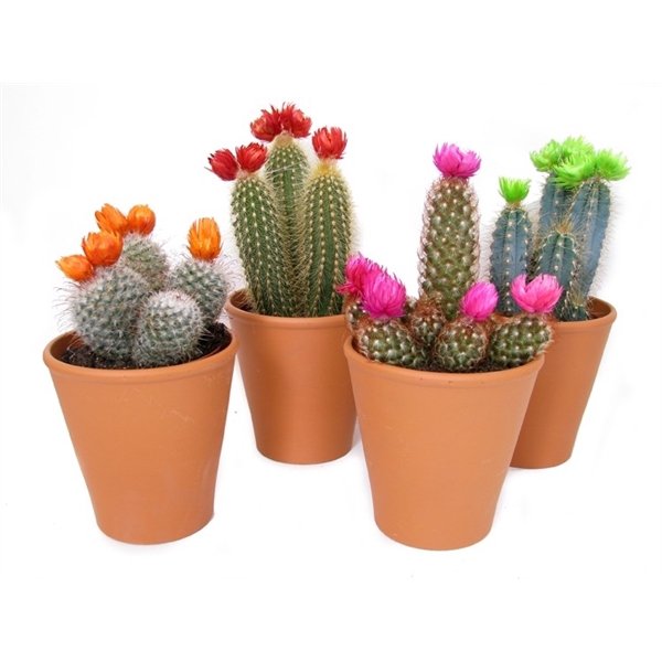 <h4>Cactus disco op rij 5,5 cm in roodsteen vaasje</h4>