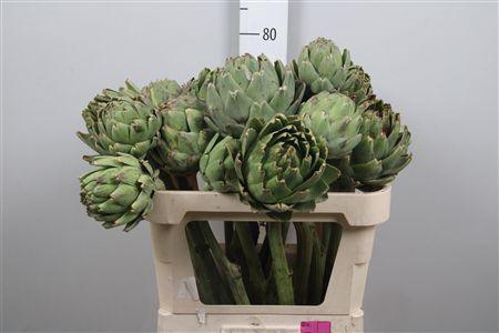 <h4>Cynara Scolymus</h4>
