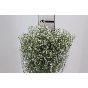 GYPSOPHILA DYNAMIC LOVE 070 CM