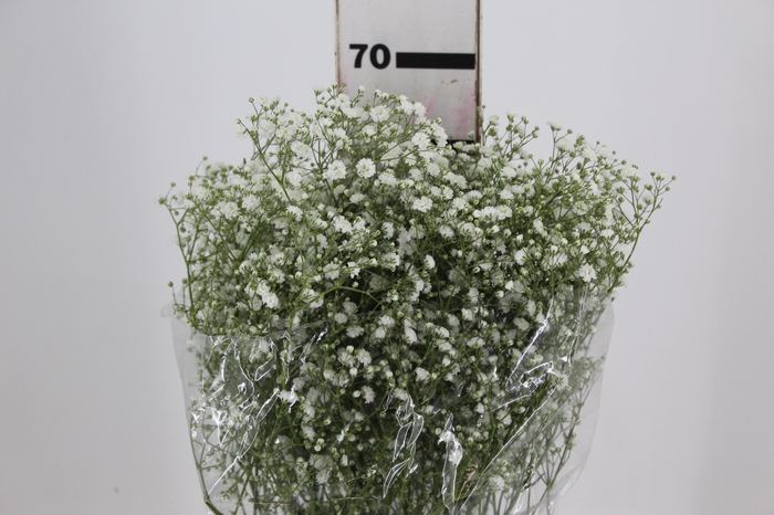 <h4>GYPSOPHILA DYNAMIC LOVE 070 CM</h4>