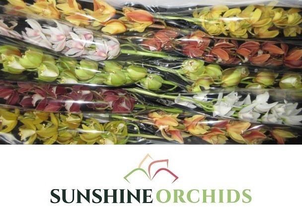 <h4>CYMB MI GEM</h4>