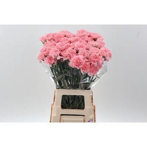 Di St Pink Doncel Hi