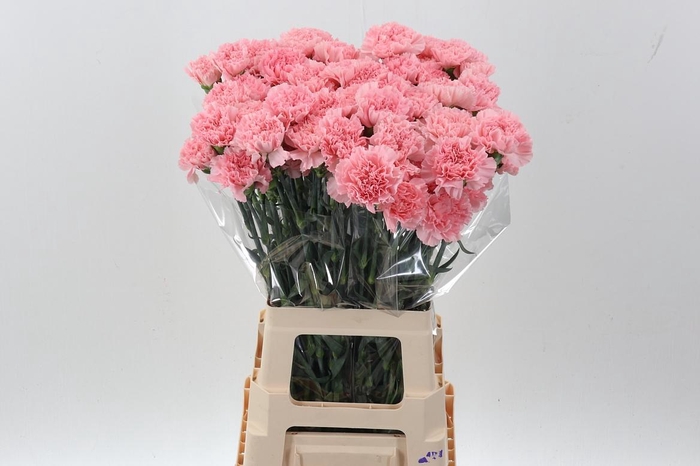 <h4>Di St Pink Doncel Hi</h4>