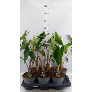 Alocasia zebrina