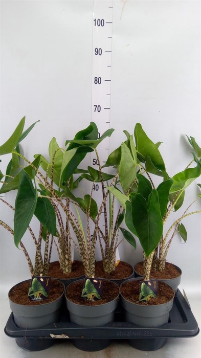 <h4>Alocasia zebrina</h4>