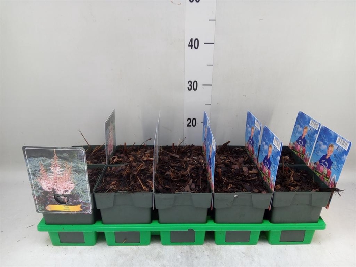 <h4>Astilbe ...</h4>