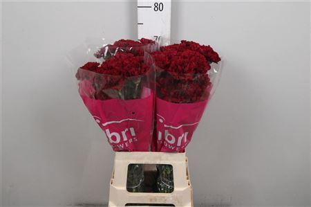 <h4>Di St Zurigo</h4>